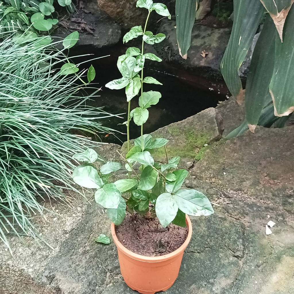 Jasminum Sambac Butt Mogra Plant - myBageecha