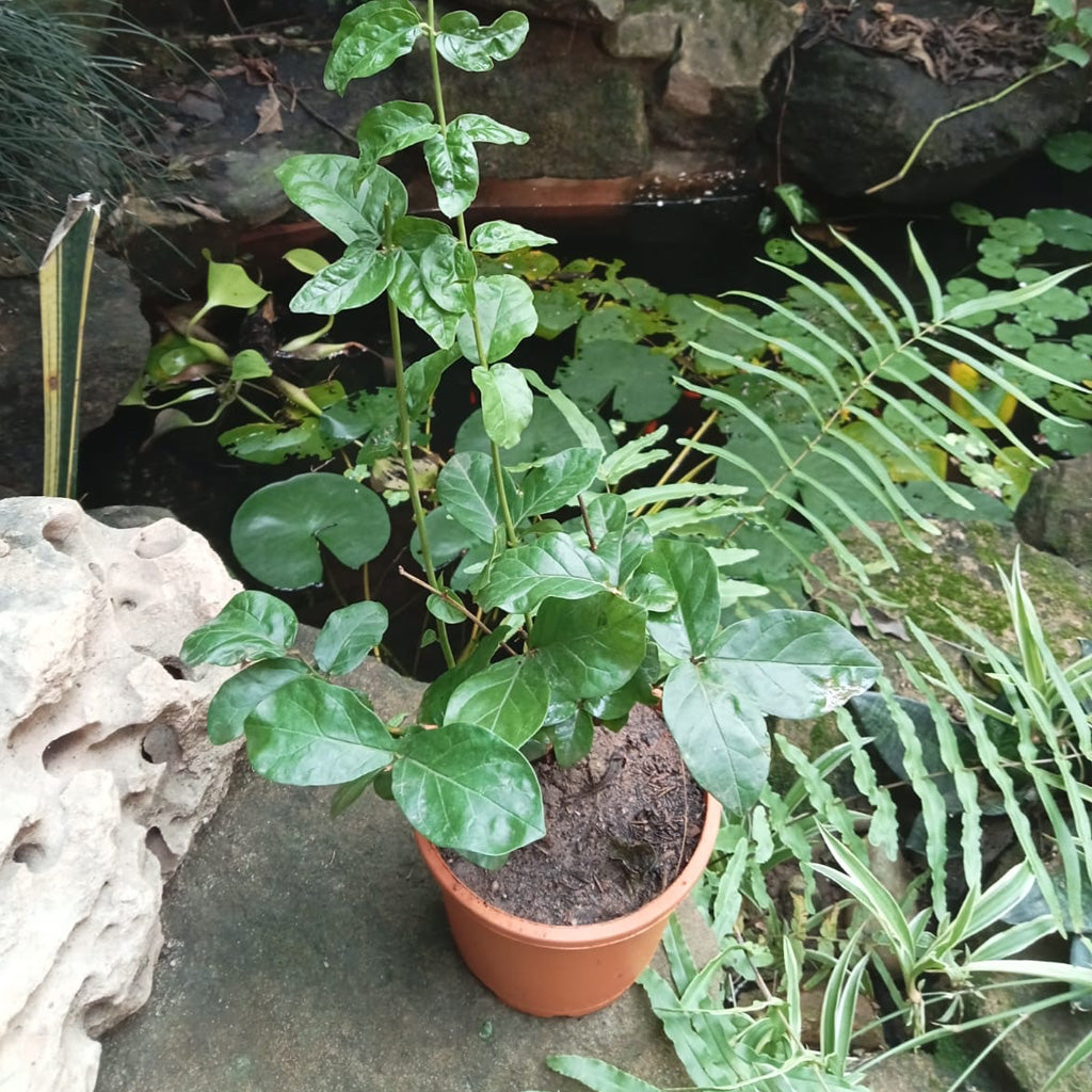 Jasminum Sambac Butt Mogra Plant - myBageecha