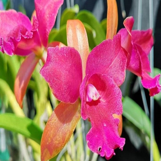 Cat. Netrasiri Beauty X Yen Red Face - myBageecha