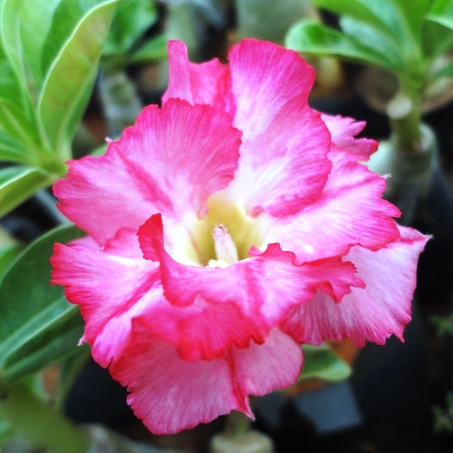 Carnival Adenium Plant - myBageecha