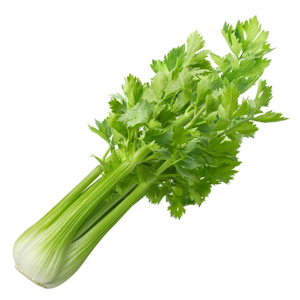 Organic Celery Tall Utah biennial herb crop – myBageecha