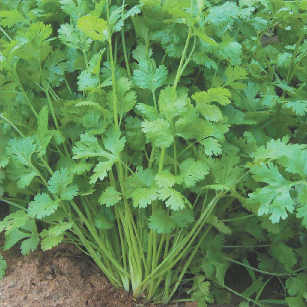 Coriander Indam Multi-Cut annual herb crop – myBageecha