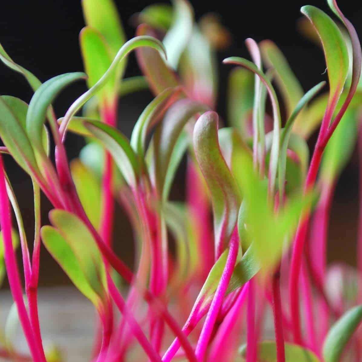 Microgreens Red Chard Seeds – myBageecha