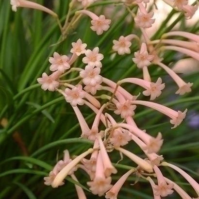 Cyrtanthus mackenii 'Himalayan Pink'