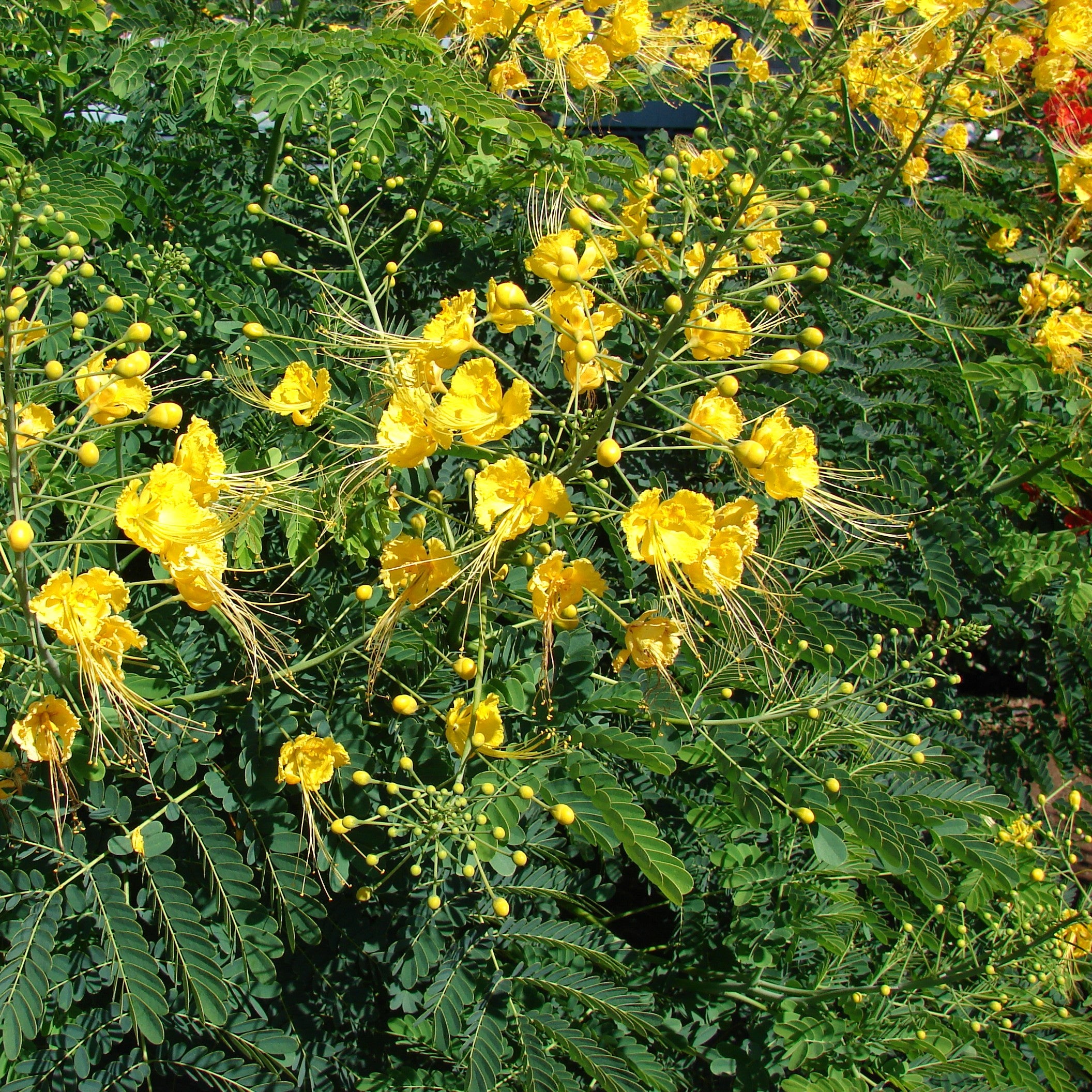 Caesalpinia flava plant with clusters of yellow flowers and green foliage
