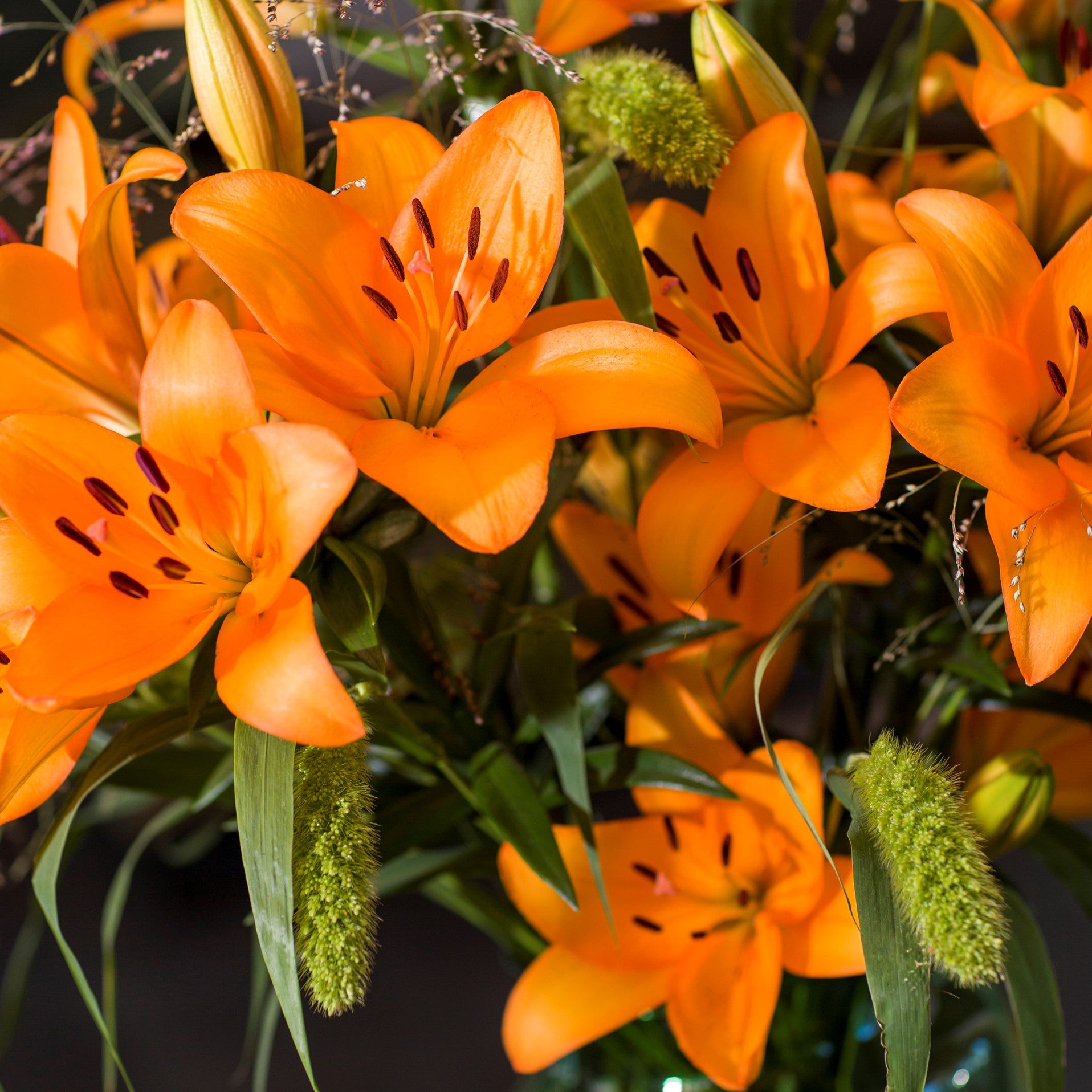 Lilium Asiatic 'Caesar's Palace' (Bulbs) - myBageecha