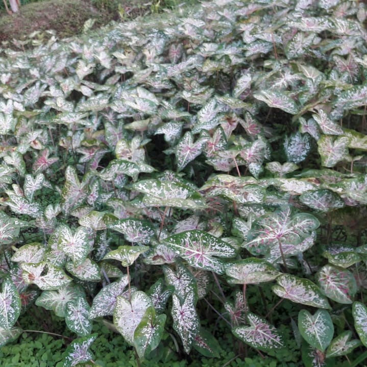 Caladium 'Candyland' Plant – Suitable for Balcony & Indoor Display Planters