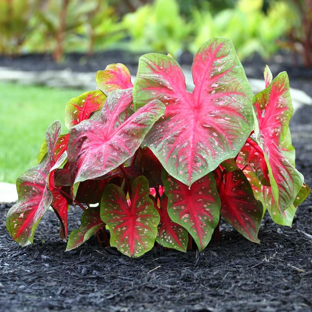 Caladium 'Red Flash' (Bulbs) - myBageecha