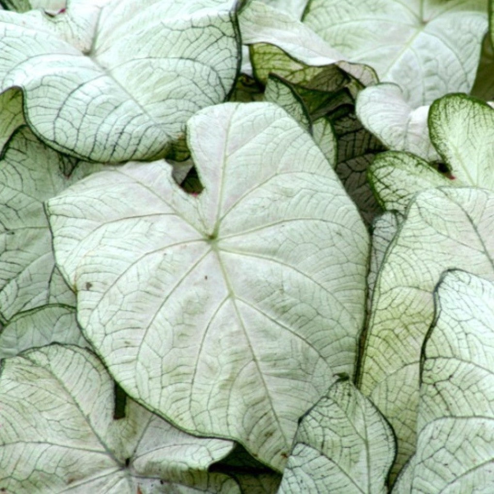 Caladium 'June Bride' (Bulbs) - myBageecha