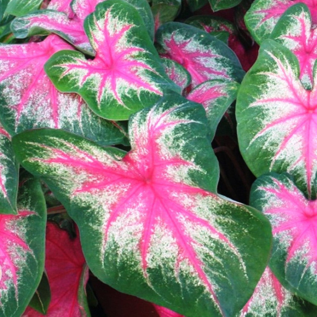 Caladium Rosebud