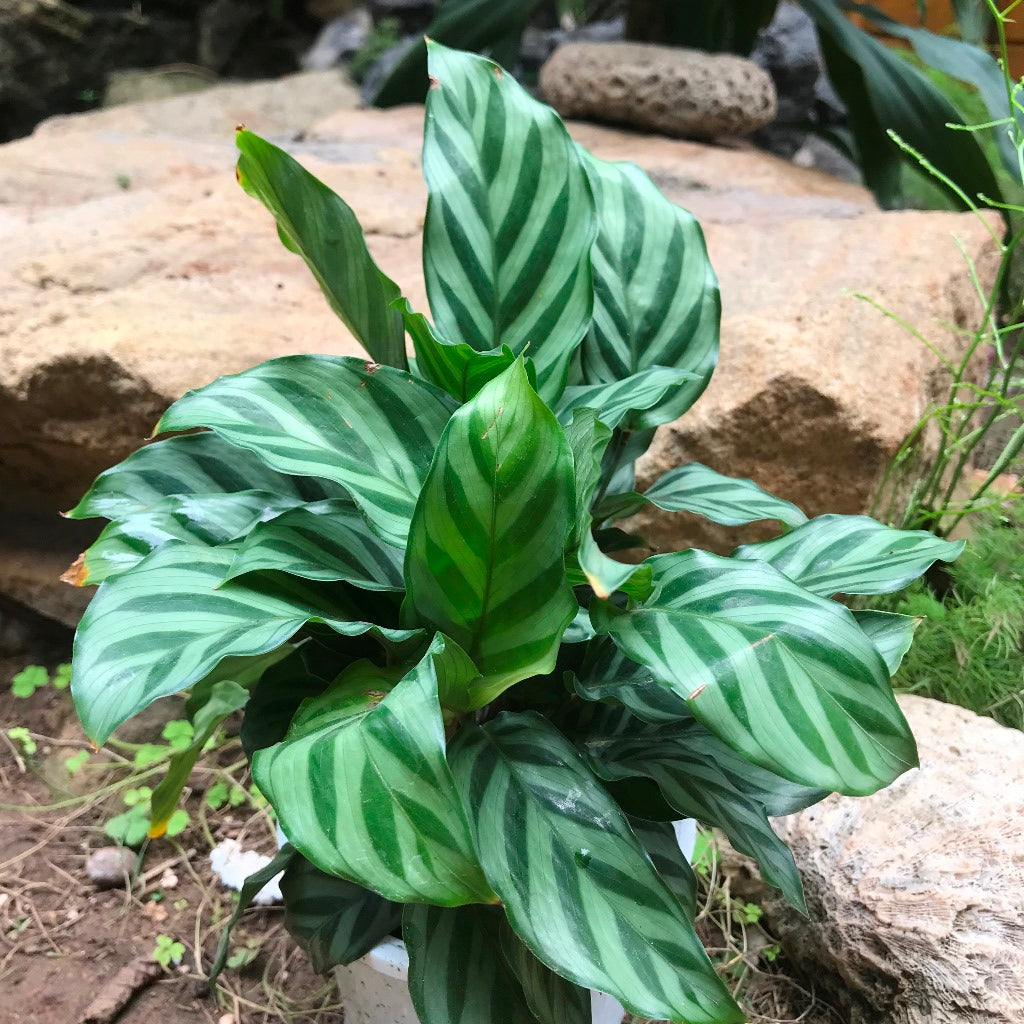 Ctenanthe Burle Marxii Plant leaf pattern – myBageecha