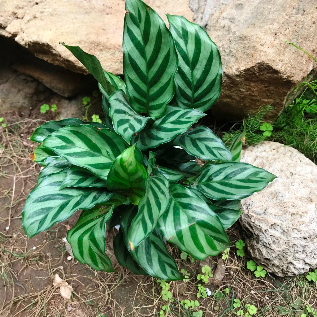 Ctenanthe Burle Marxii Plant natural leaf texture