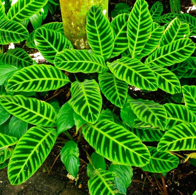 Calathea Zebrina Plant – Indoor Decorative Foliage – myBageecha