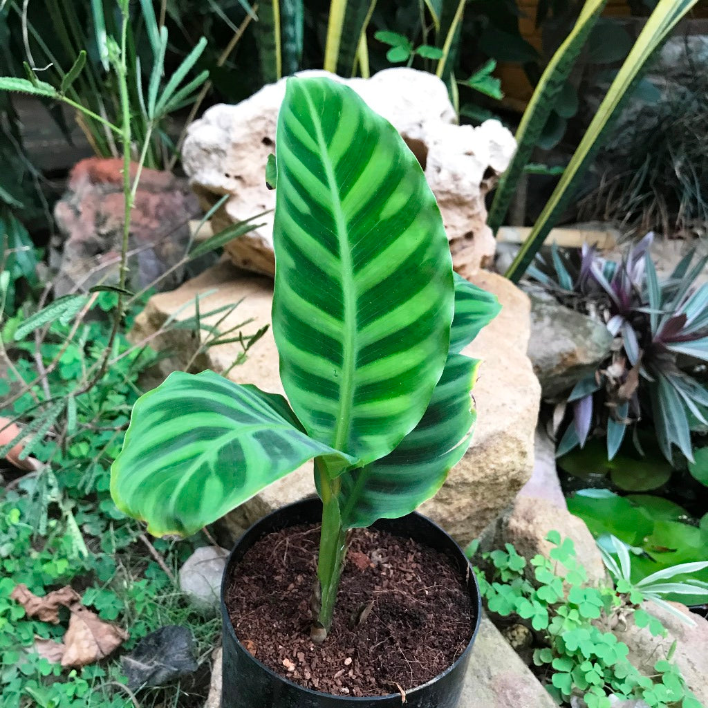 Calathea Zebrina Plant – Suitable for Soft Light Living Room Spaces