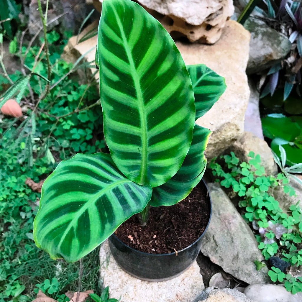 Calathea Zebrina Plant – Velvety Zebra-Striped Leaf Close-Up
