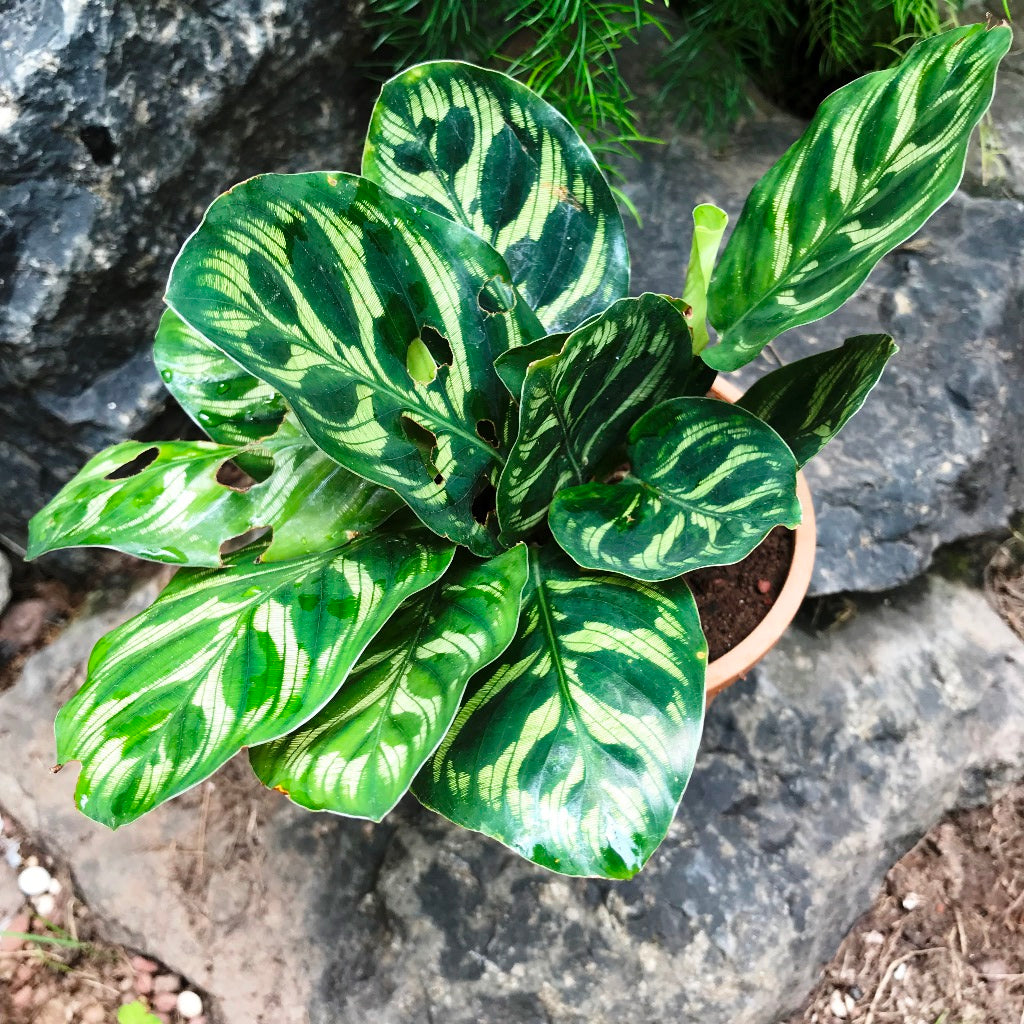 Calathea Makoyana Plant – Indoor Decorative Foliage – myBageecha