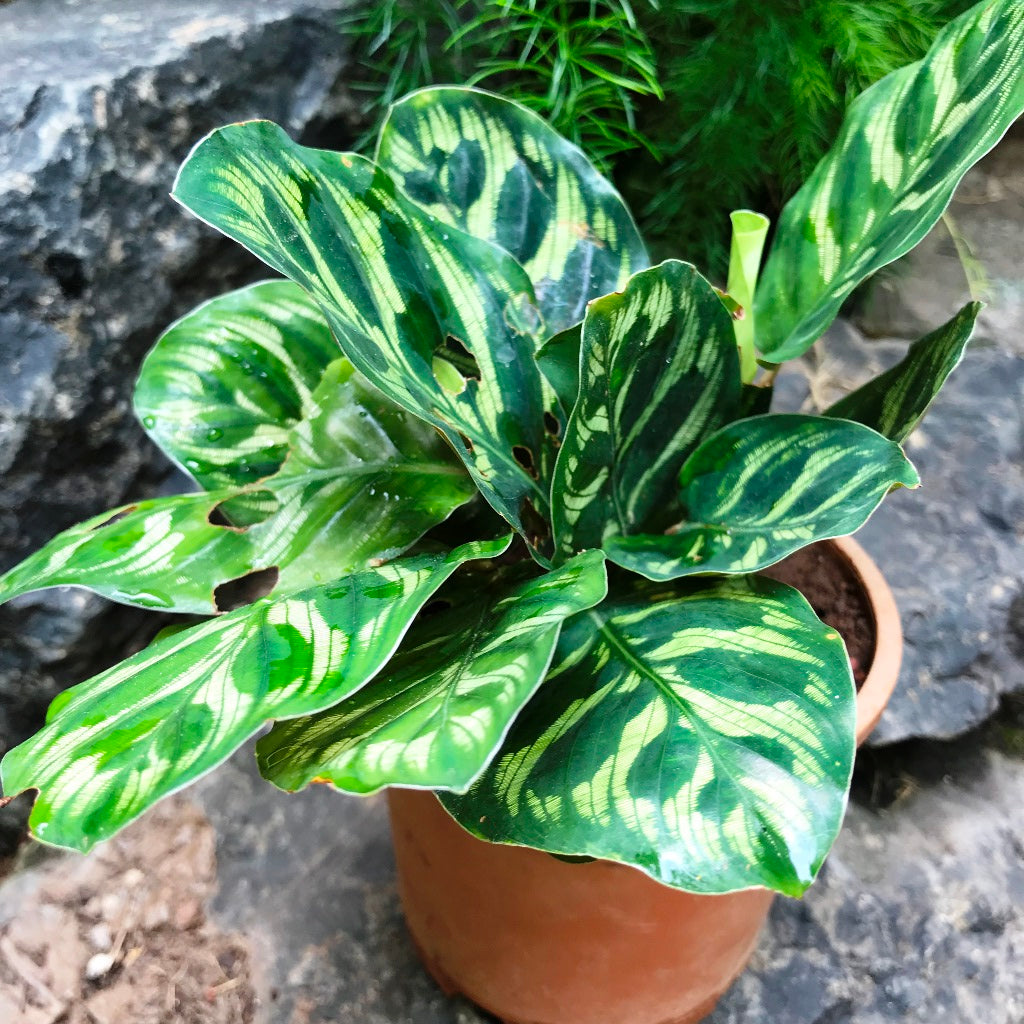 Calathea Makoyana Plant – Peacock Leaf Pattern Highlight