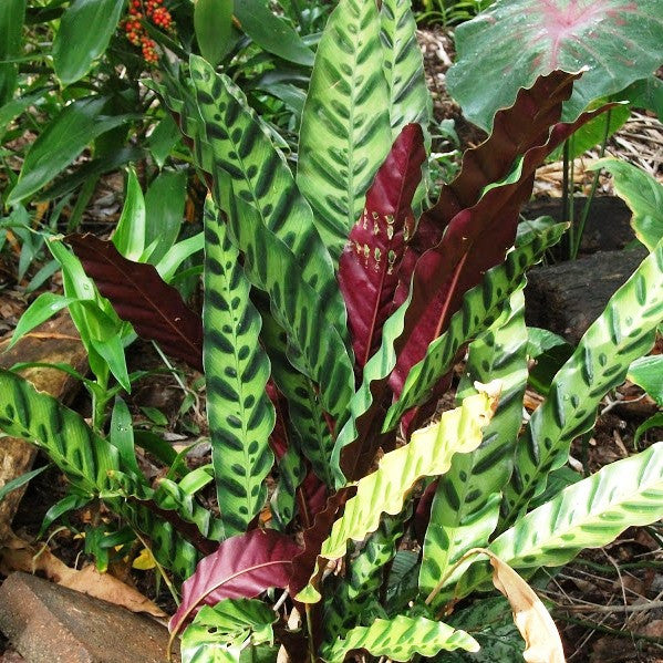 Calathea Insignis Plant – Indoor Decorative Low Light Foliage – myBageecha