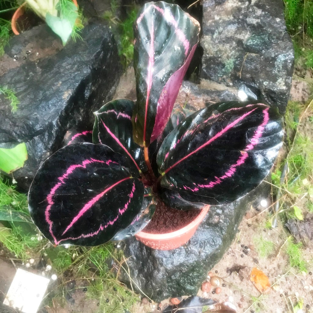 Calathea roseopicta Dottie Plant – Dark Leaf with Pink Ring Detail