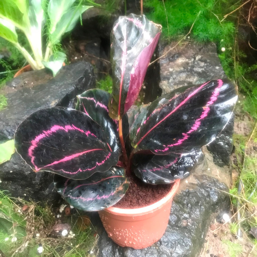 Calathea roseopicta Dottie Plant – Indoor Decorative Foliage – myBageecha