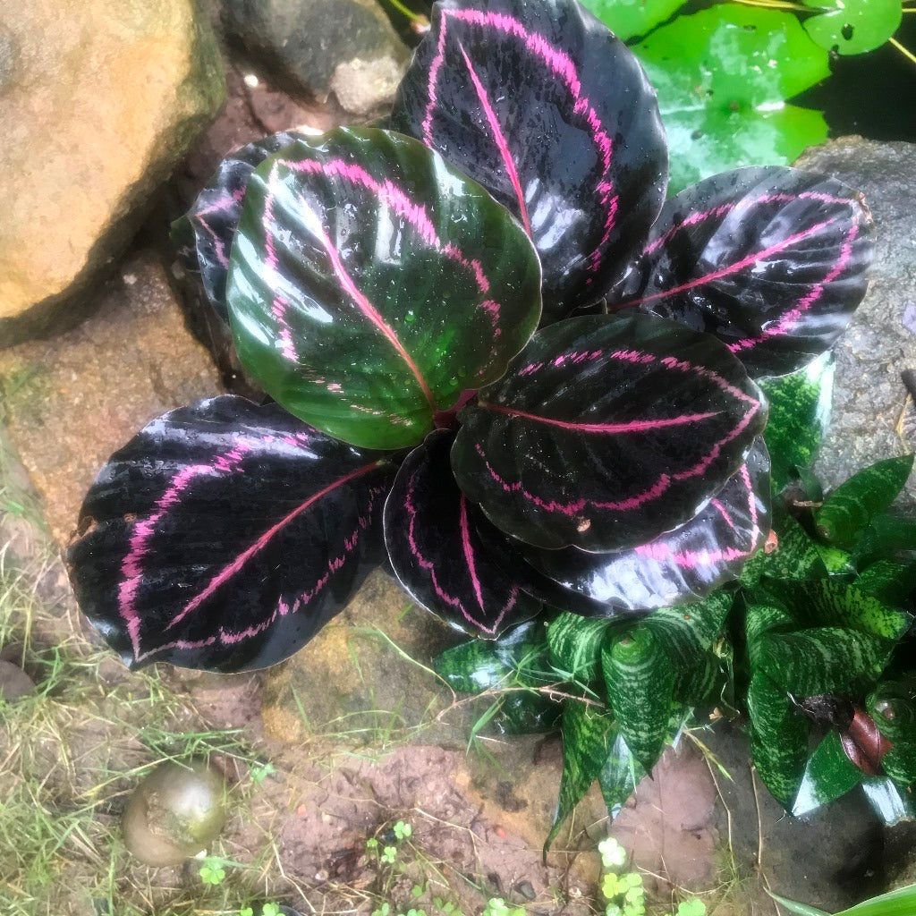 Calathea roseopicta Dottie Plant – Suitable for Bedrooms & Living Corners