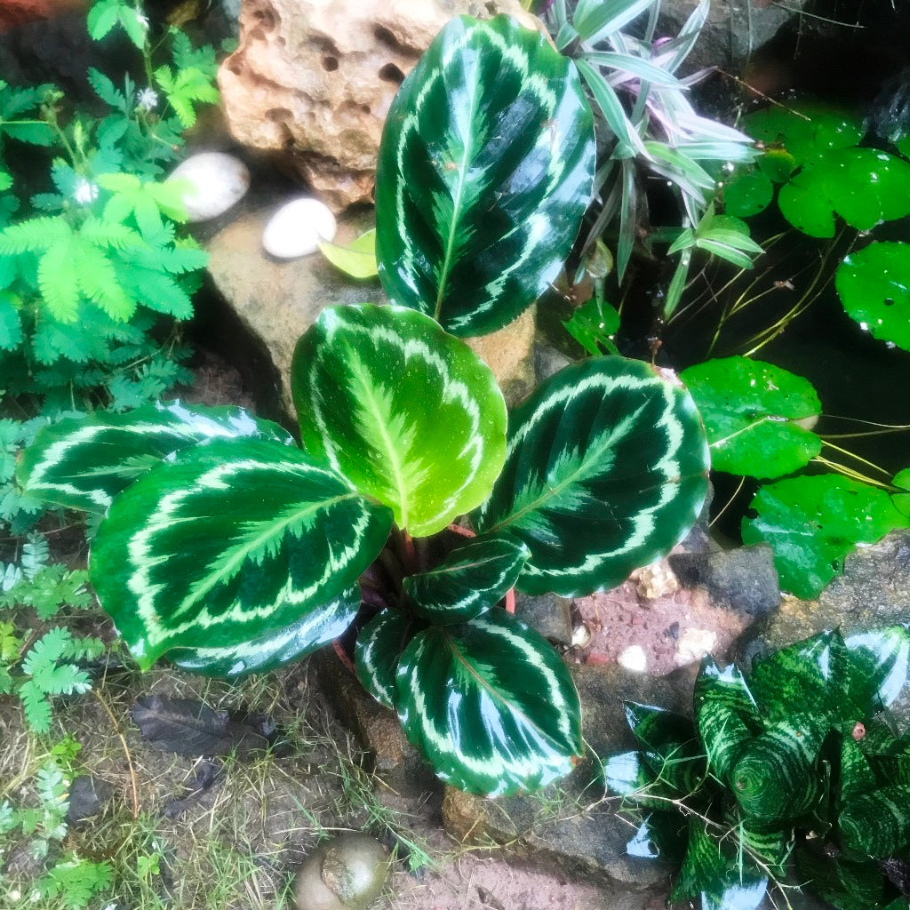 Calathea roseopicta Medallion Plant - myBageecha