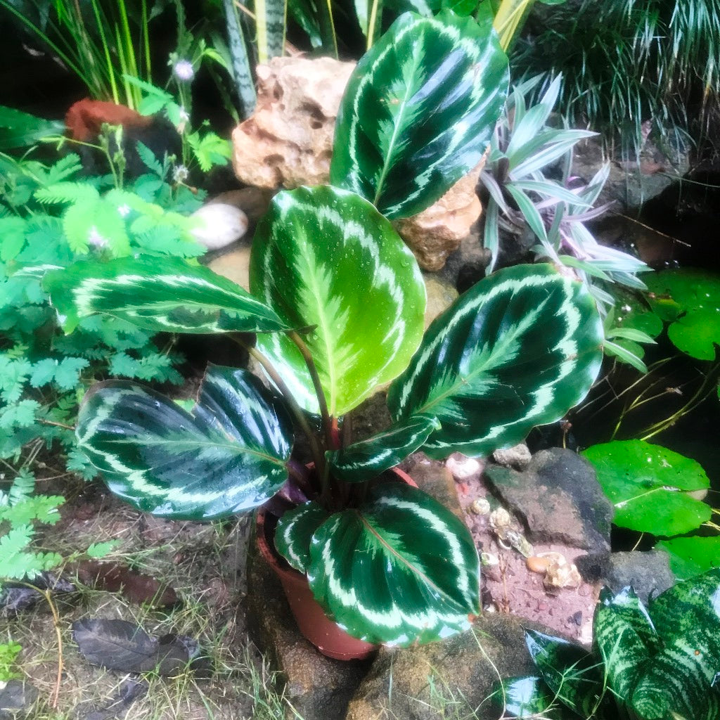 Calathea roseopicta Medallion Plant - myBageecha