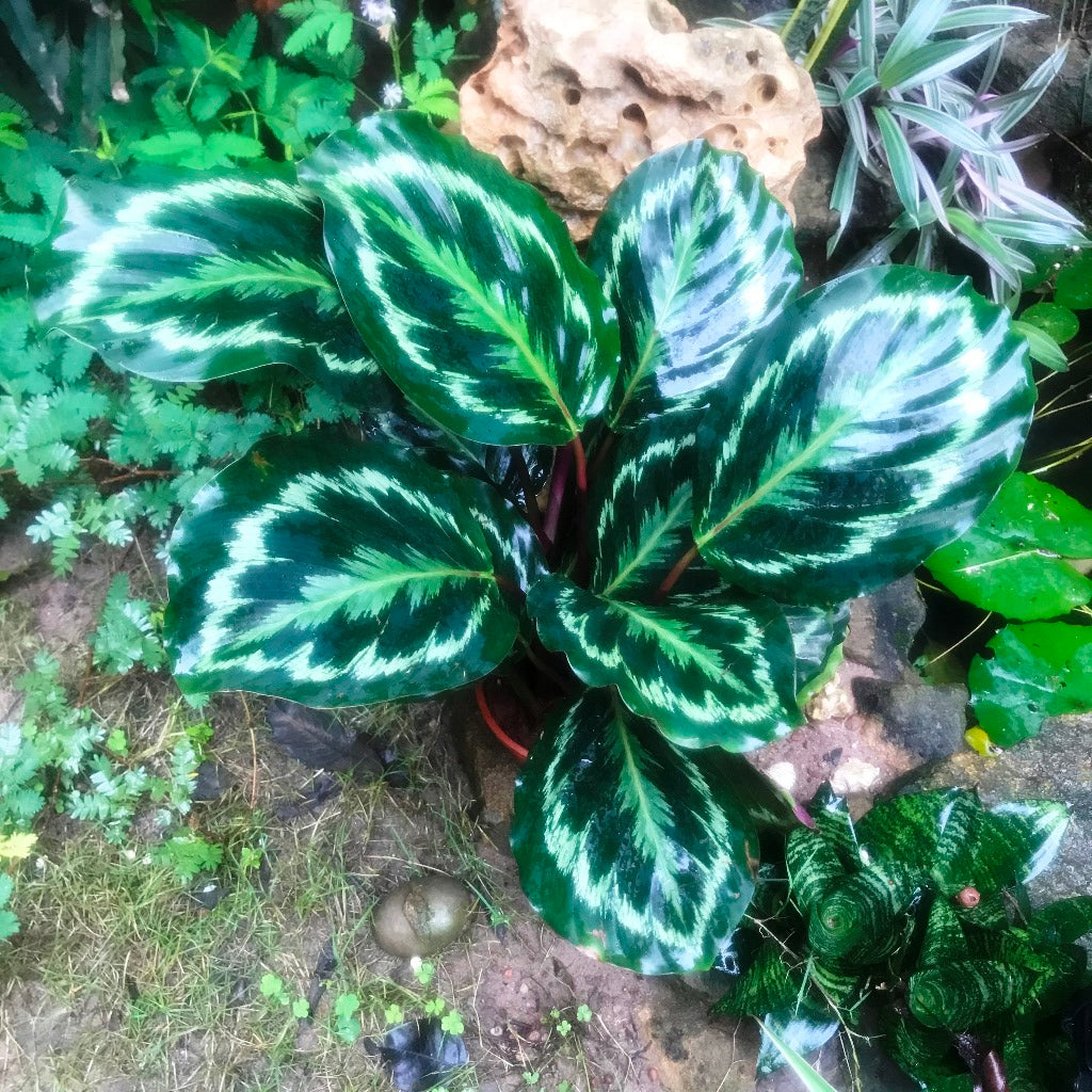 Calathea roseopicta Medallion Plant - myBageecha