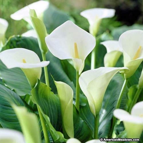 Calla Lily 'Aethiopica' (Bulbs) - myBageecha