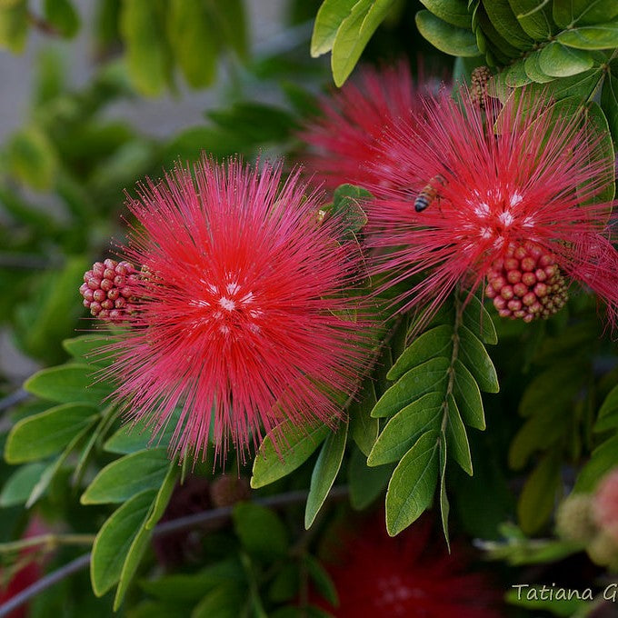 Calliandra haematocephala plant with red powder-puff flowers and green foliage