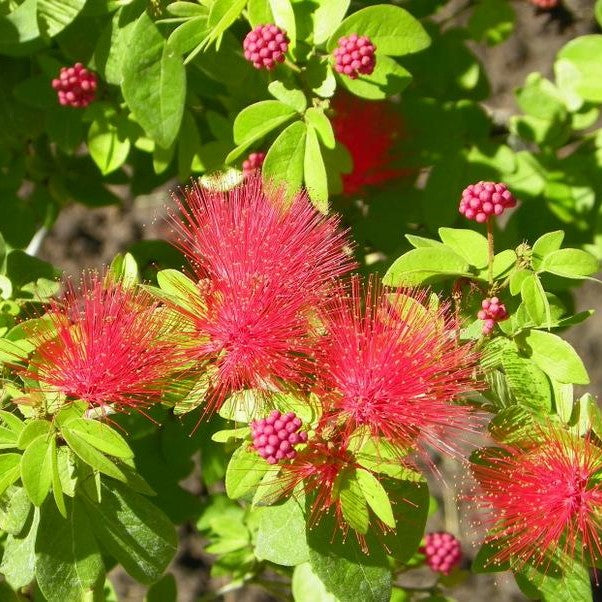 Calliandra Tergemina var. Emarginata Plant - myBageecha