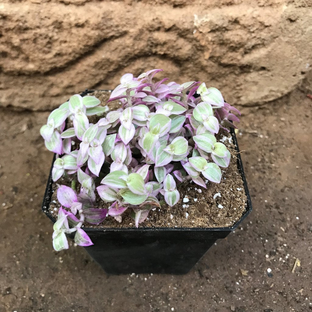 Callisia Repens Pink Lady Plant – Pink & Green Leaf Texture Highlight