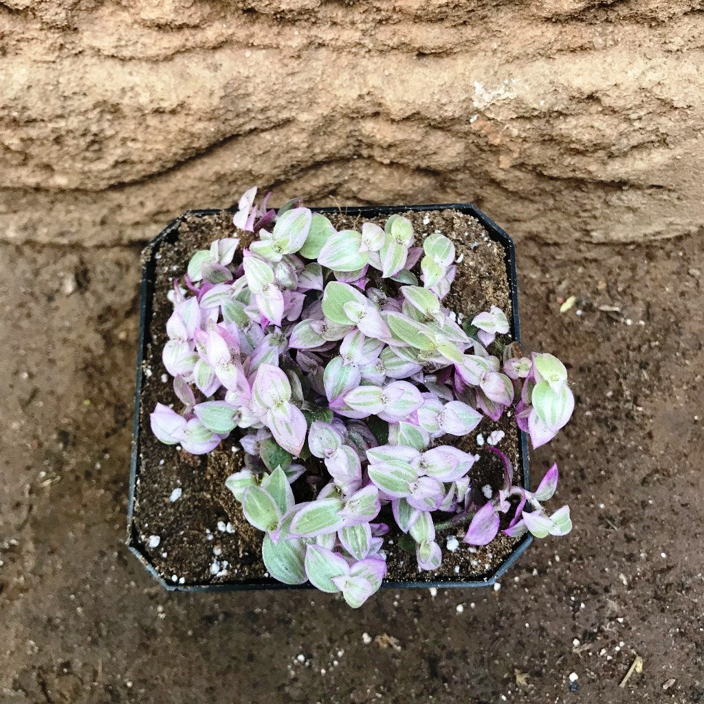 Callisia Repens Pink Lady Plant – Indoor Hanging Decorative Foliage – myBageecha