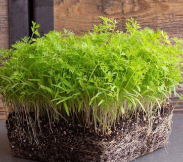 Carrot Microgreen Seeds - myBageecha