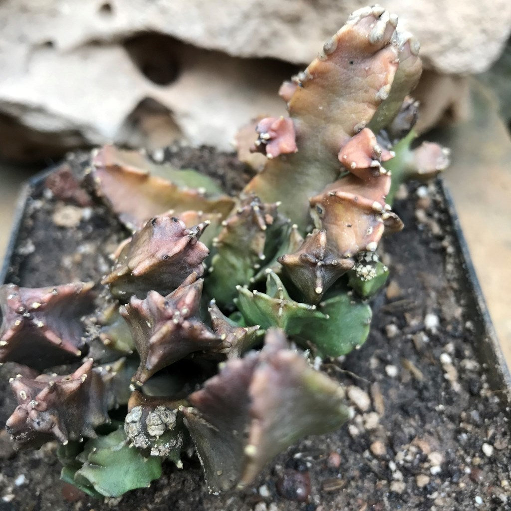 Caralluma Hexagona Succulent Plant - myBageecha