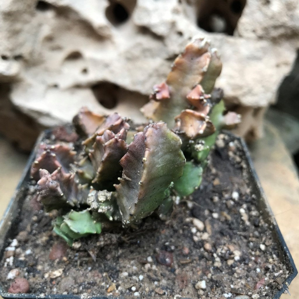 Caralluma Hexagona Succulent Plant - myBageecha