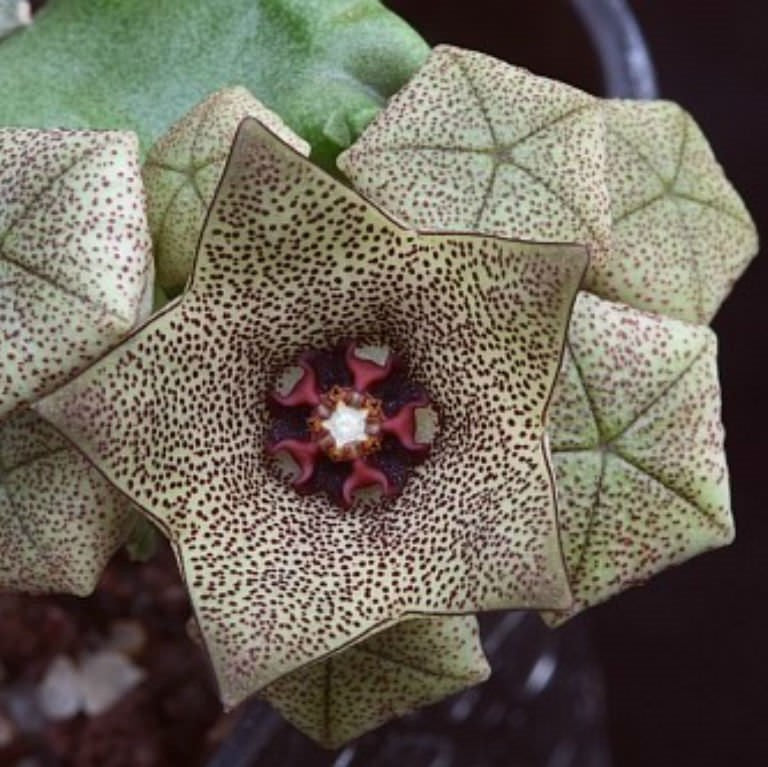 Caralluma Hexagona Succulent Plant - myBageecha