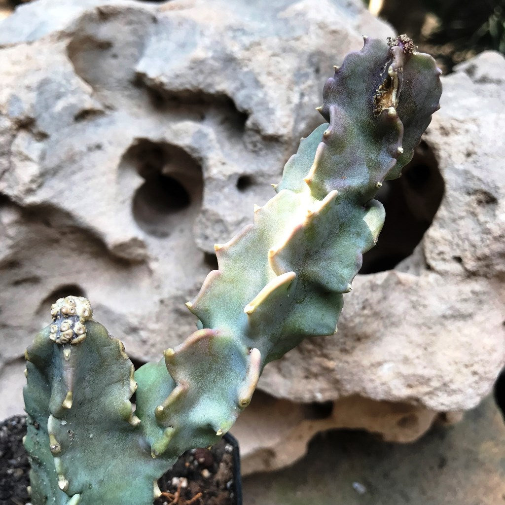 Caralluma Stalagmifera Succulent Plant - myBageecha