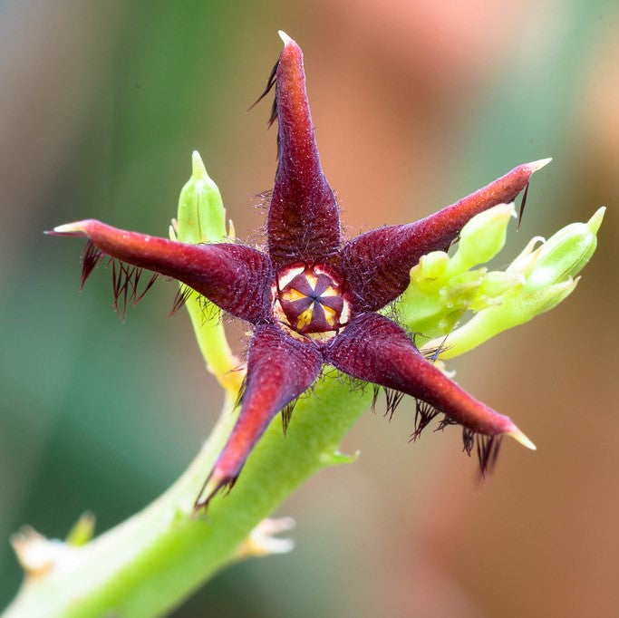 Caralluma Stalagmifera Succulent Plant - myBageecha
