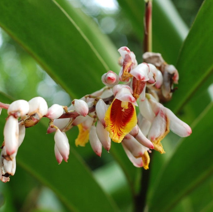 Malabar Cardamom Elaichi Plant - myBageecha