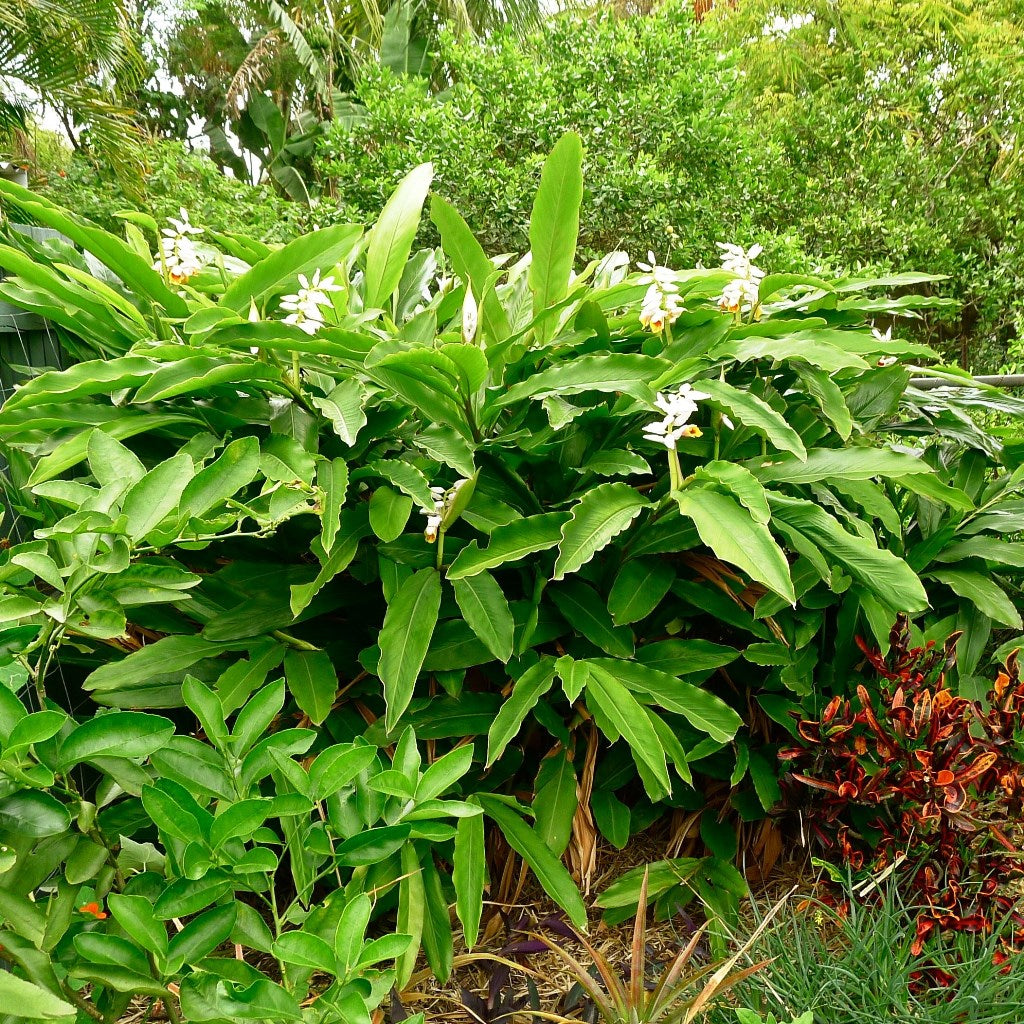 Malabar Cardamom Elaichi Plant - myBageecha