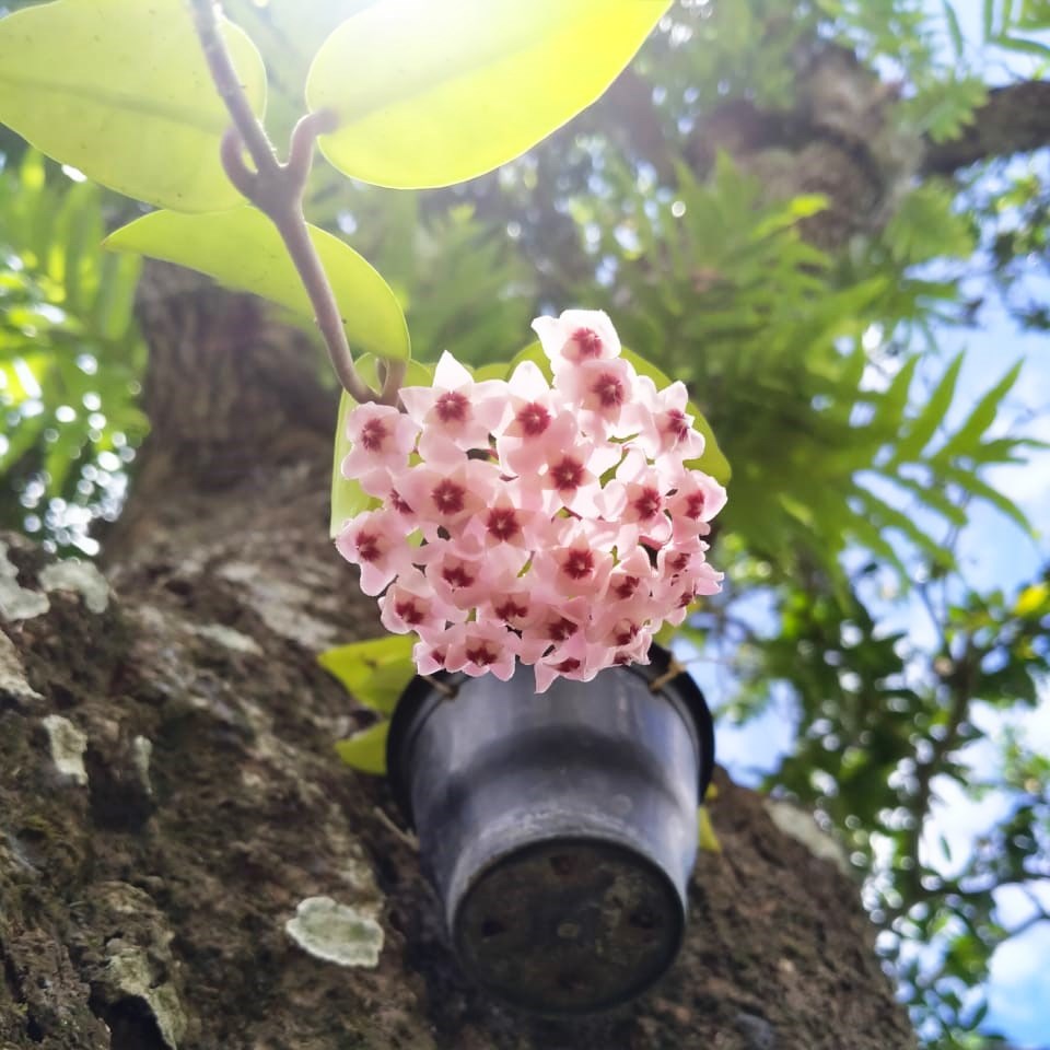 Hoya Carnosa Pink Plant - myBageecha