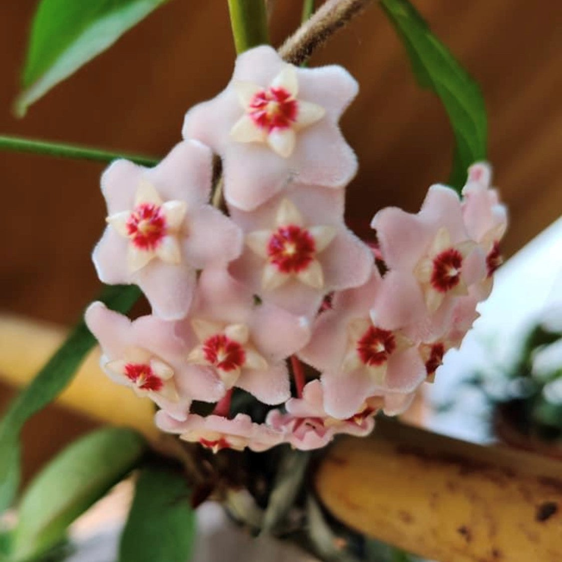 Hoya Carnosa Pink Plant - myBageecha