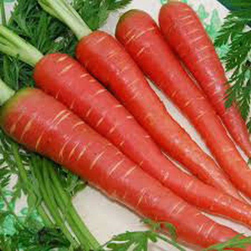 Carrot Gaajar biennial root crop – myBageecha