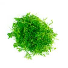 Microgreens Carrot Seeds – myBageecha
