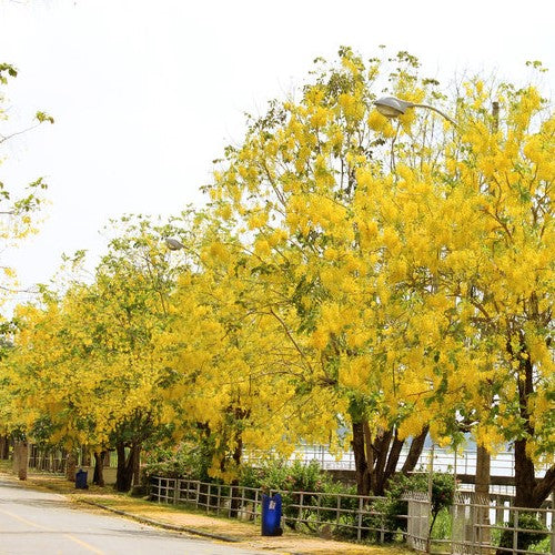 Cassia Fistula Golden Shower Plant - myBageecha