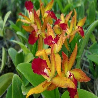 Cat.Varut Star Thitti - myBageecha