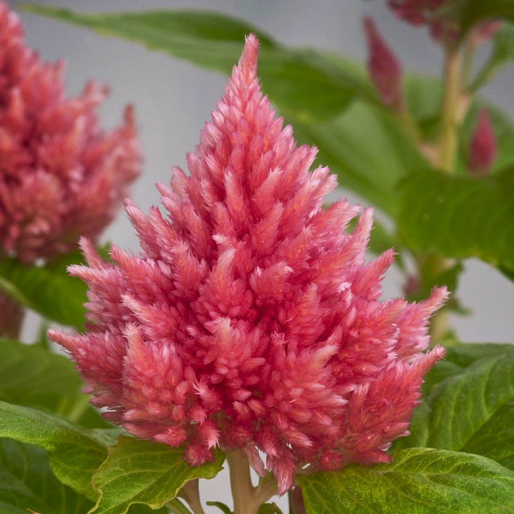 Celosia Plumosa Glow Pink Flower Seeds – vivid pink plumes – myBageecha