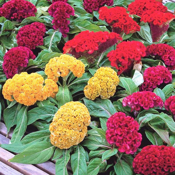 Celosia Crist Coral Mix Flower Seeds – summer & monsoon flowers - mybageecha