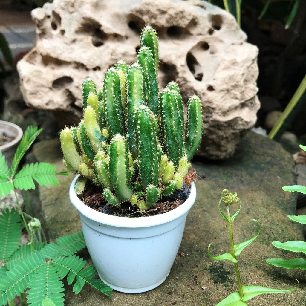 Cereus Peruvianus Florida f. Variegated Cactus Plant - myBageecha